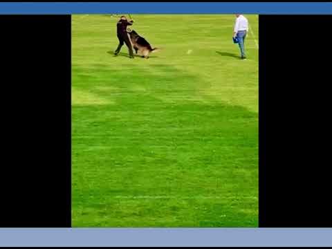 Pro Oxygen D’ulmental Auslese