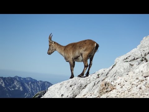 Via Findenegg al Montasio (2753 mt) - 24 agosto 2016