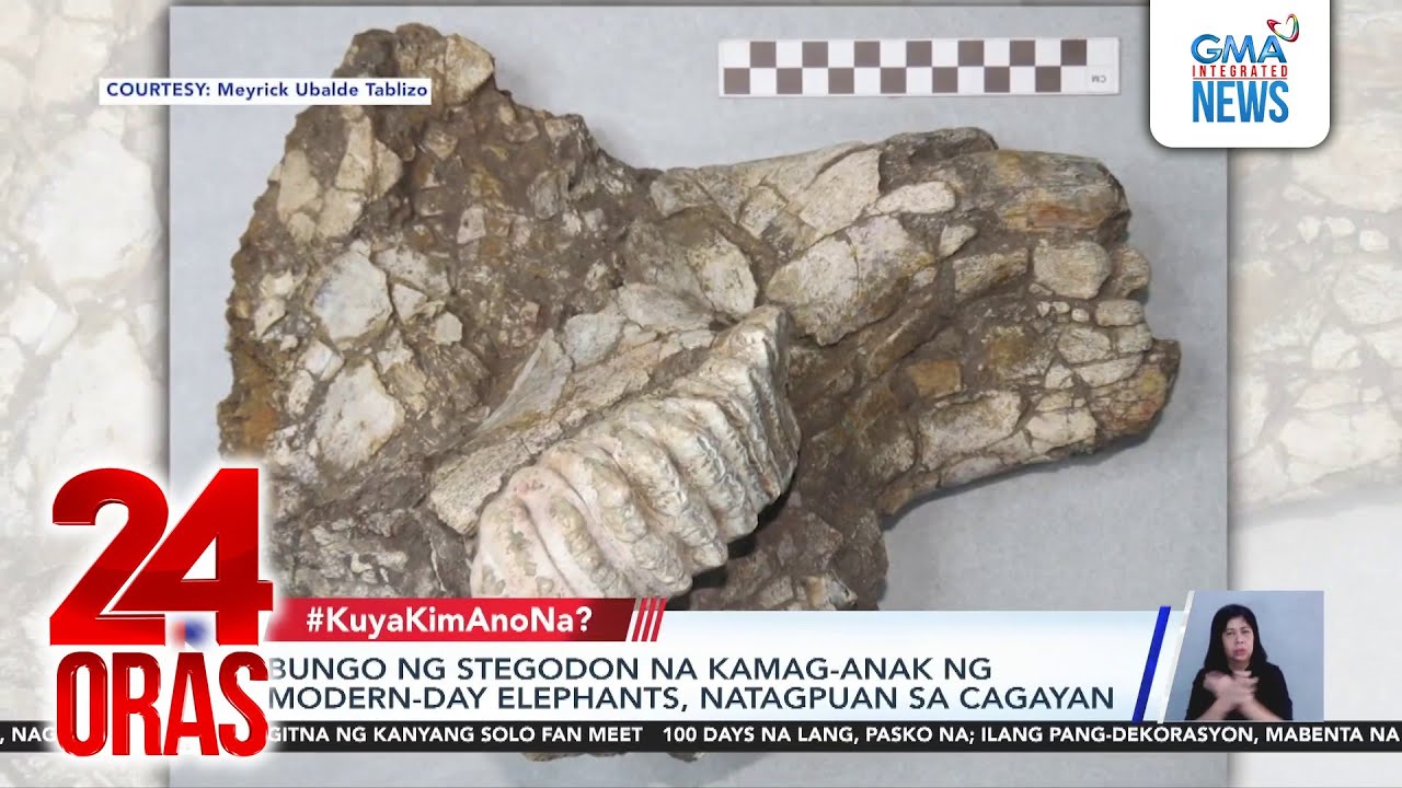 Remarkable Stegodon Skull Discovery in Philippines Sheds Light on Ancient Elephant Migration