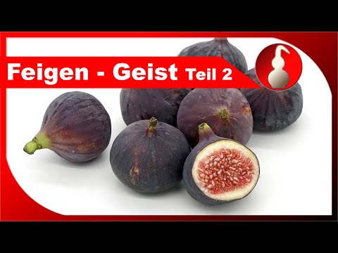 Feigen-Geist aus Ansatz brennen - Mazerat zur Aromagewinnung - Schnaps selber brennen - diSTILLed