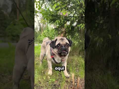 Este cachorrinho se perdeu na floresta 😱🥺