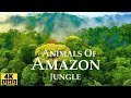 Amazon Jungle 4K Wild Animals Of Rainforest Relaxation Film Meditation Music Nature Sounds