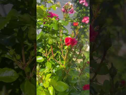 Lutte contre les pucerons avec le vinaigre blanc au lieu des produits chimiques