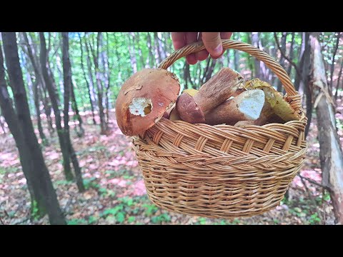 Berba Gljiva - Ima Svega za one koji znaju !