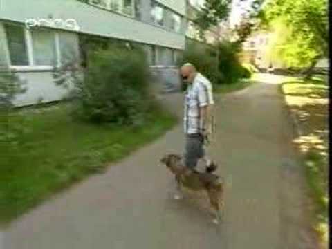 Zdenek Izer - Zdenek Izer Uci psa chodit na zachod