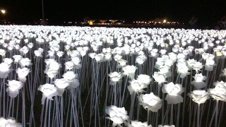 10000 ROSES
