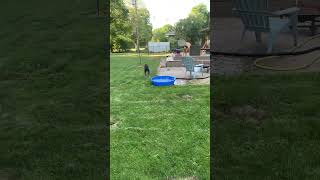 Video preview image #1 Australian Shepherd-Unknown Mix Puppy For Sale in Minneapolis, MN, USA