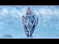 AMERICAN BISON The Wild Buffalo With A Bad Temper And A Tank S Power