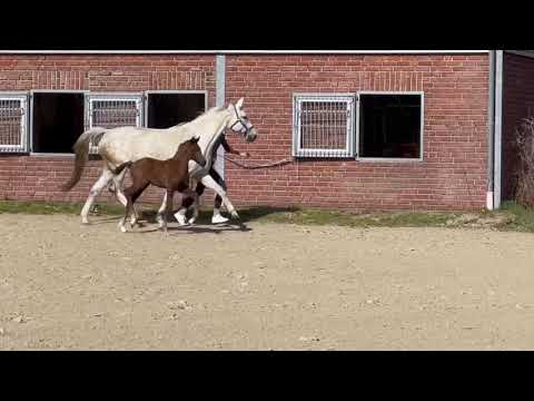 Hengstfohlen Valverde x Showstar