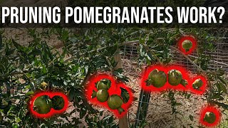 Pomegranate pruning work in the desert of Utah?  Wonderful and Utah Sweet Pomegranate fruiting.