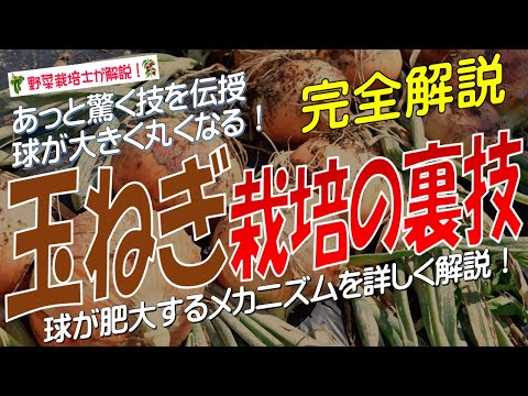 タマネギにエプソムソルトを施肥する理由とその方法?  庭園