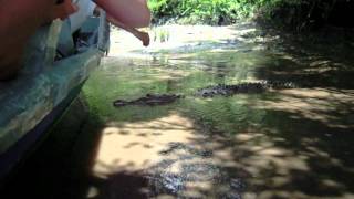preview picture of video 'Costa Rica - Guanacaste - Parque National Palo Verde -  Mei 2010'