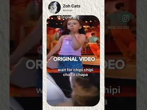 Chipi Chipi Chapa Chapa Original Song with Lyrics | Funny Meme Cat Video