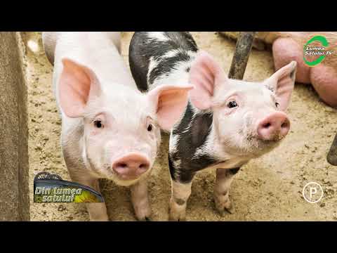 Boli porcine și paraziți, Tratarea simptomelor viermilor la om