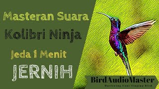 Download lagu Masteran Suara Kolibri Ninja Jeda 1 Menit | Jernih mp3