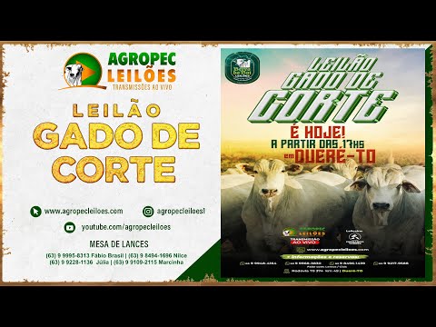 agropecleiloes.com LEILÃO GADO DE CORTE | BERRO DO BOI LEILÕES - DUERÉ -TO  19/03/2024