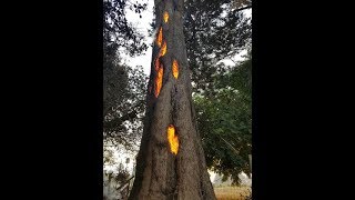 California wildfires, this man found a hollow tree full of fire and glowing from the flam