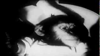 LATE AT NIGHT - VOICES OF ORDINARY MADNESS - XIAOLU GUO - TRAILER