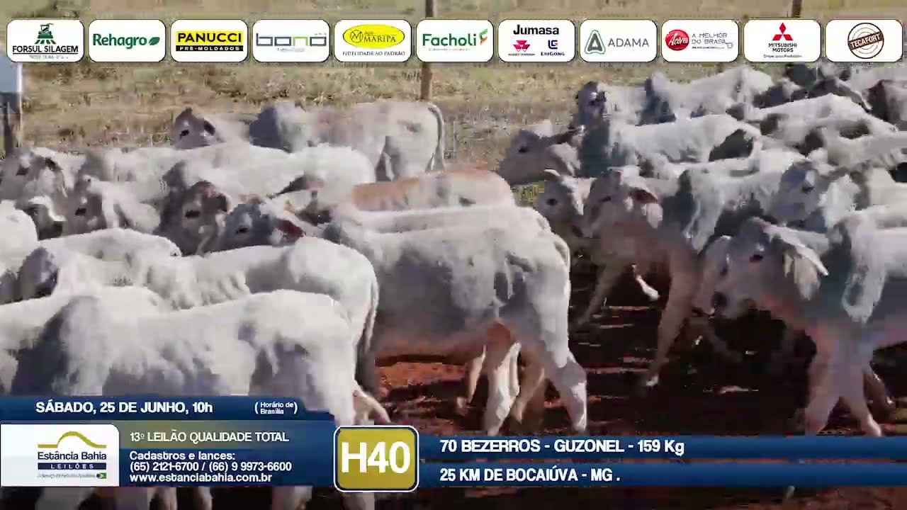 Vídeo LOTE H40 - 13º Leilão Qualidade Total 2022