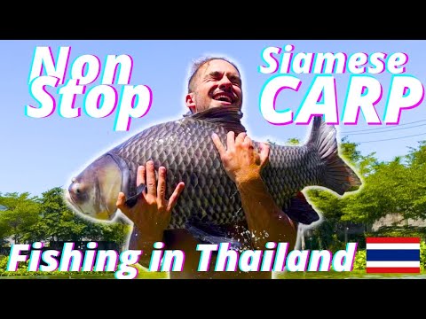 EXTREME Fishing in Thailand (HUGE CARP)