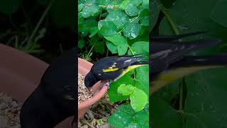 Download lagu Black Siskin | Aviary Birds mp3