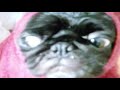 AFV Pug Does An Impression Of E T On Disney Plus