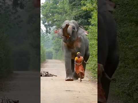 Sir Par Lakdi Le Ja Rahi Thi… Achanak Hathi Ne Attack Kar Diya 😱