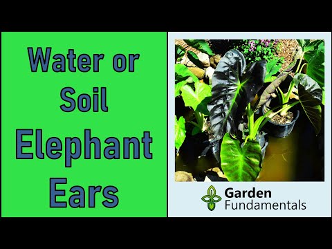 image-What kind of soil does elephant ears like?
