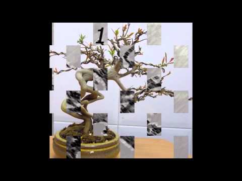 Punica granatum bonsai