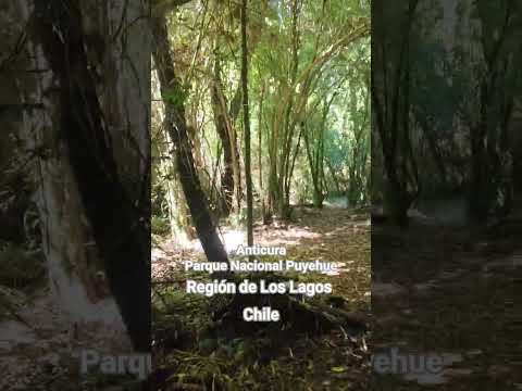 Parque Nacional Puyehue #chile #cicloturismo #regiondeloslagos #rutasypaisajes #bicicleta