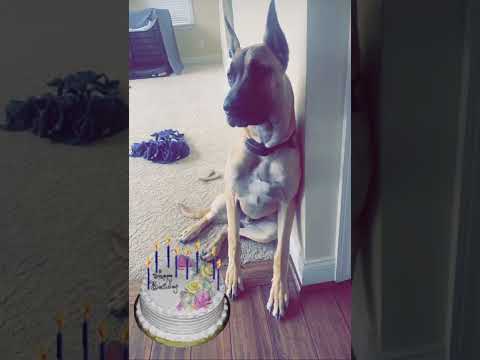 Insane 1 year Great Dane growth. #shorts