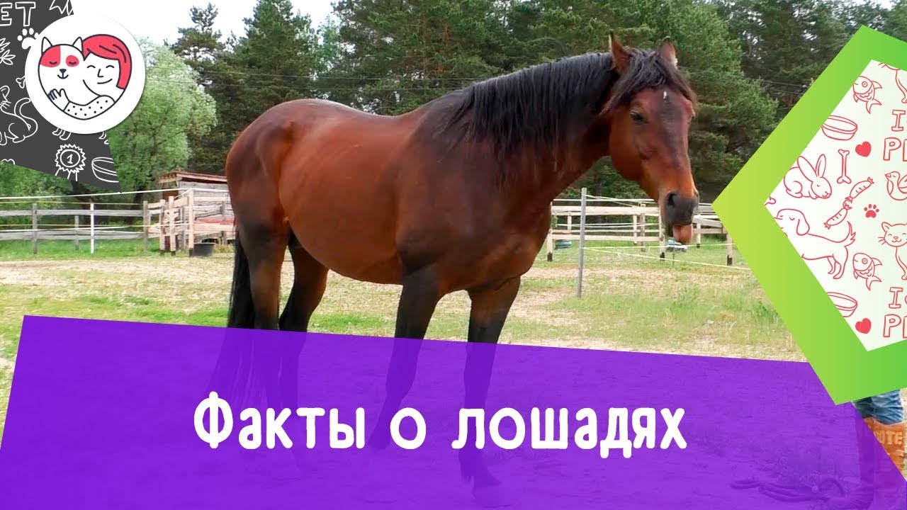 5 необычных фактов о лошадях