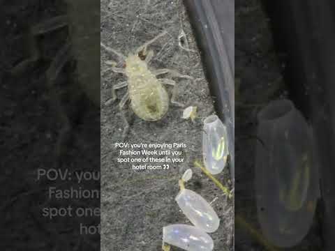 Bed Bugs in Paris #shorts