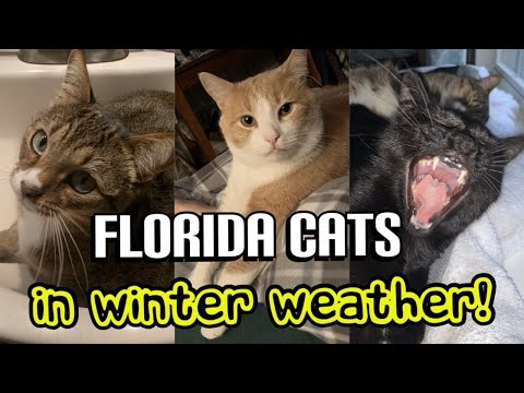 Florida Cats in Winter Weather!