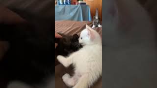 Tortoiseshell Cats Videos