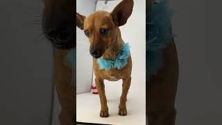 Video preview image #1 Chiweenie Puppy For Sale in Benton, LA, USA