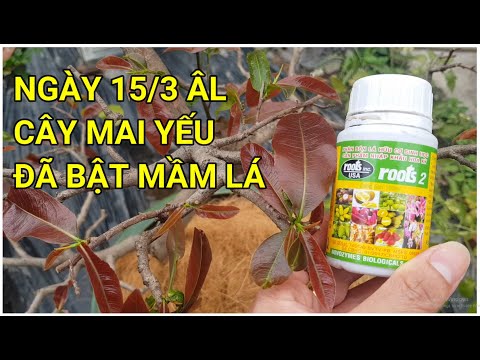 🔴 QBS22179 - CẬP NHẬT VƯỜN MAI NGÀY 15 THÁNG 3 ÂM LỊCH || CHĂM SÓC MAI VÀNG THÁNG 3 CẦN BÓN PHÂN GÌ