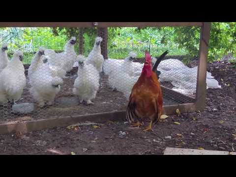Roosters Crowing In Fast Forward - Rooster Crowing 100% Faster