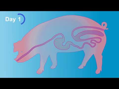 Development of an oral once-weekly drug delivery system for HIV antiretroviral therapy