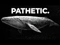 The Only Time In History That Blue Whales Weren T The Biggest