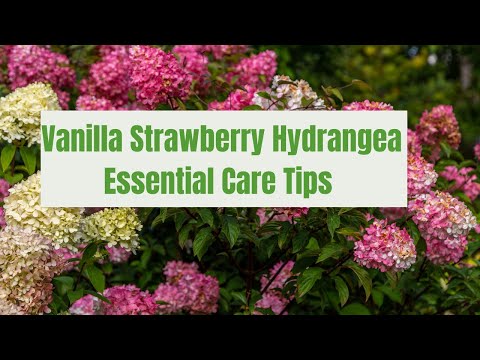 How to Grow and Care for Vanilla Strawberry Hydrangea