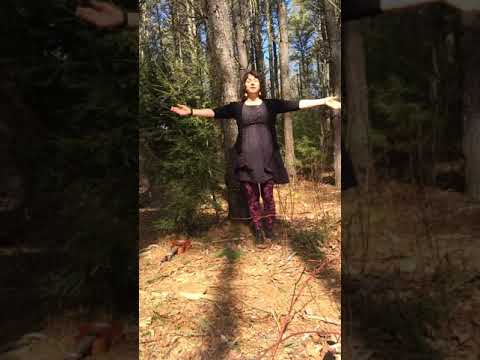 A Tall Pine Tree