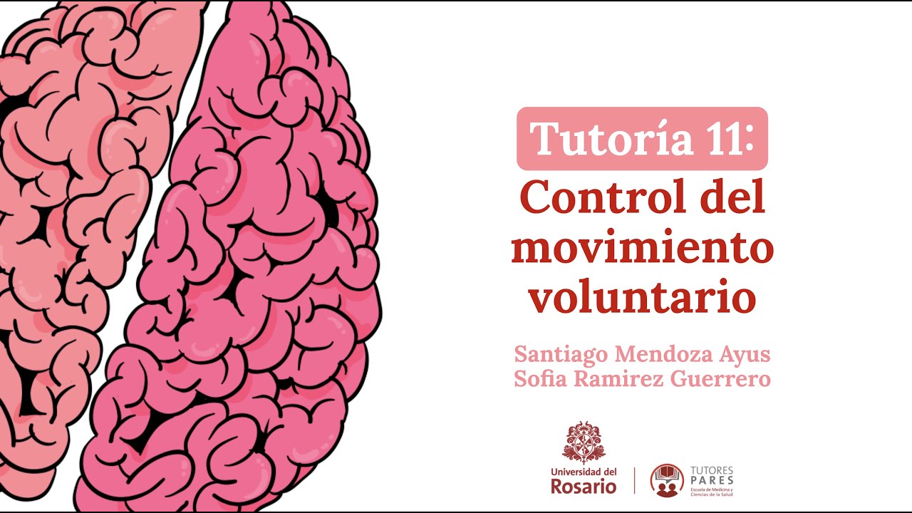 Tutoría 11: Control del movimiento voluntario
