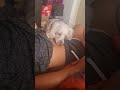 Puppy Licks Mayra S Belly Button