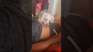 Puppy licks Mayra&#39;s belly button