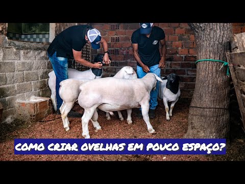How to raise sheep in a small space?