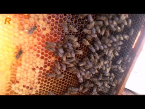 Работа с пчелой в сентябре на пасике