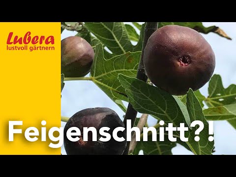 Fig pruning: How to prune summer figs, autumn figs and twice-bearing varieties?!
