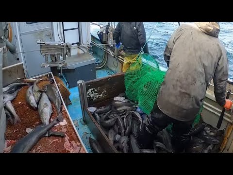 Amazing commercial cod Fish Trap in Deep Sea - Caught A Lot of Fish on The Boat