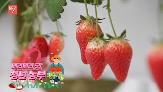 베리 베리 굿! 청년 농부 김수행 / 강원매거진7 / [내가 만드는 내 강원도] / G1방송 / 260130